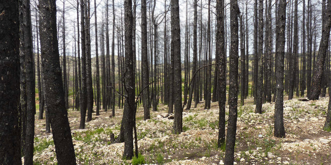 Incendios forestales de 2012: los más devastadores del siglo XXI