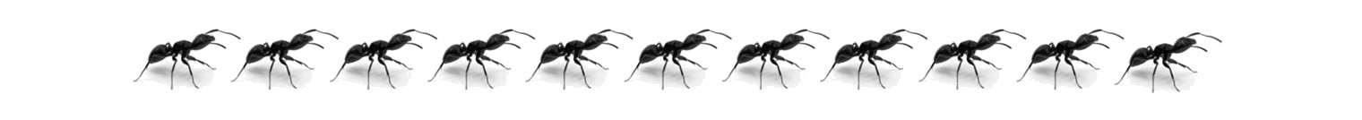 Fila de pequeñas hormigas caminando